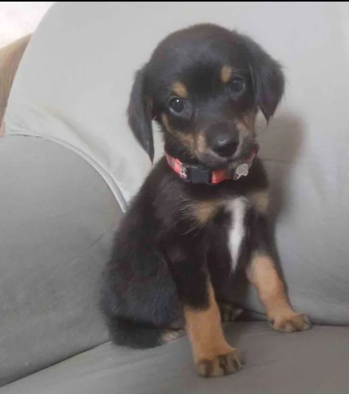 Cachorro ra a Mestiço  idade 2 a 6 meses nome Luke 