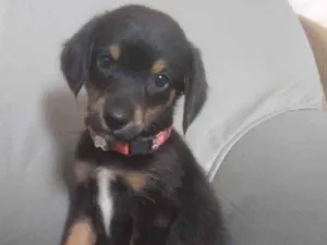 Cachorro raça Mestiço  idade 2 a 6 meses nome Luke 