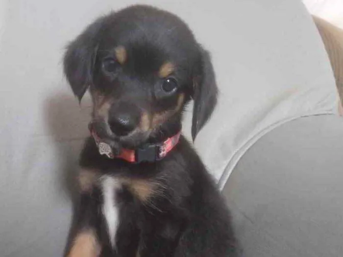 Cachorro ra a Mestiço  idade 2 a 6 meses nome Luke 