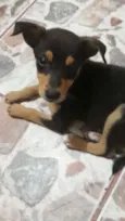 Amora