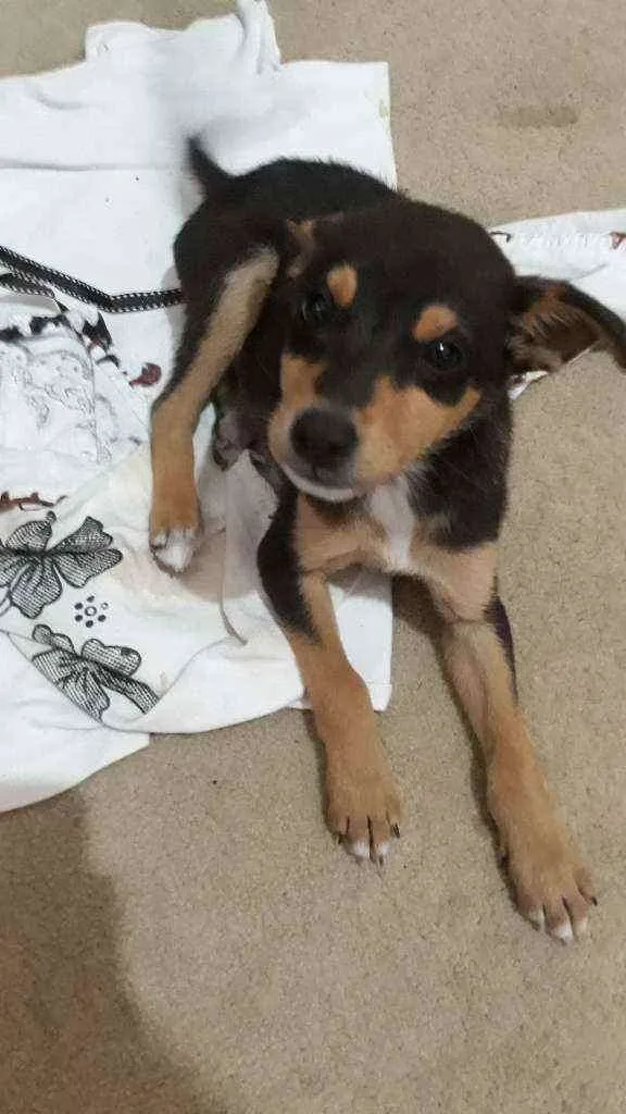 Cachorro ra a Vilarata  idade 2 a 6 meses nome Amora