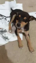 Amora
