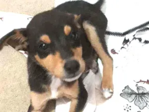 Cachorro raça Vilarata  idade 2 a 6 meses nome Amora