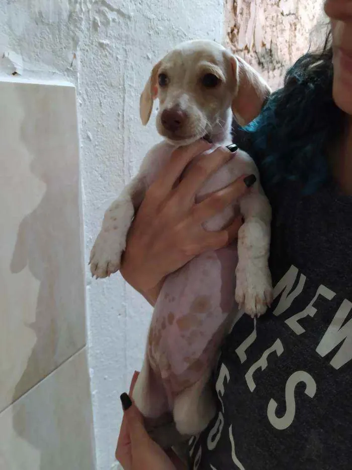 Cachorro ra a Mistura com BASSET idade Abaixo de 2 meses nome Floquinho