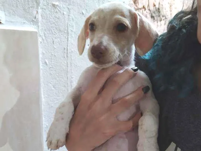 Cachorro ra a Mistura com BASSET idade Abaixo de 2 meses nome Floquinho