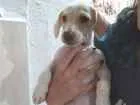 Cachorro raça Mistura com BASSET idade Abaixo de 2 meses nome Floquinho