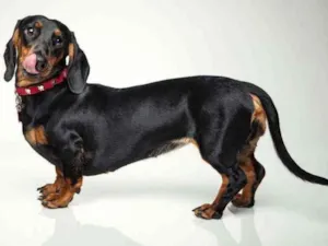Cachorro raça DachShund idade 2 anos nome Chasisa