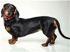 Cachorro raça DachShund idade 2 anos nome Chasisa