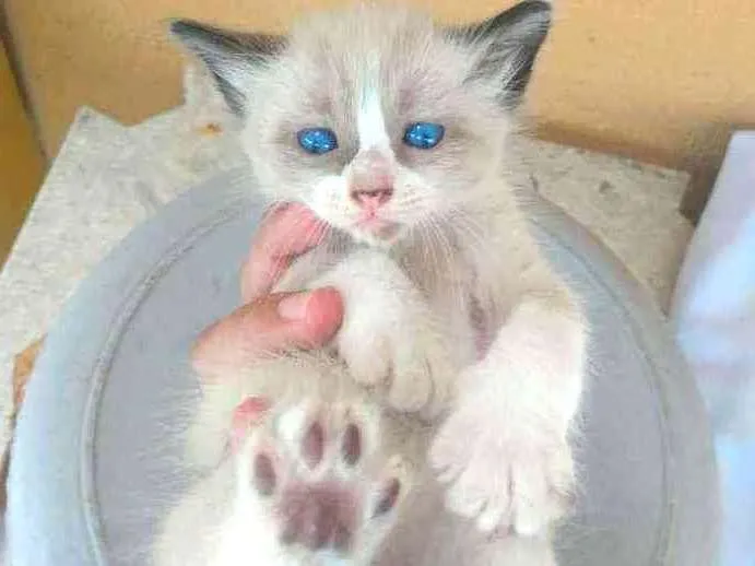 Gato ra a Ragdoll idade Abaixo de 2 meses nome Filhotes