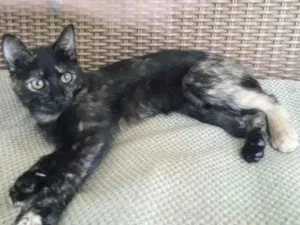 Gato raça  idade 2 a 6 meses nome Faisca