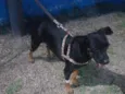 Ritinha