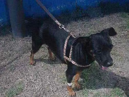 Cachorro ra a Pinsher idade 2 anos nome Ritinha