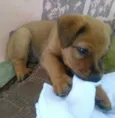 Doly