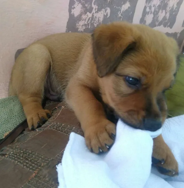 Cachorro raça Sem raça definida idade Abaixo de 2 meses nome Doly