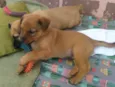 Doly