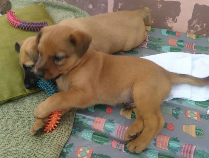 Cachorro raça Sem raça definida idade Abaixo de 2 meses nome Doly