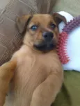 Doly