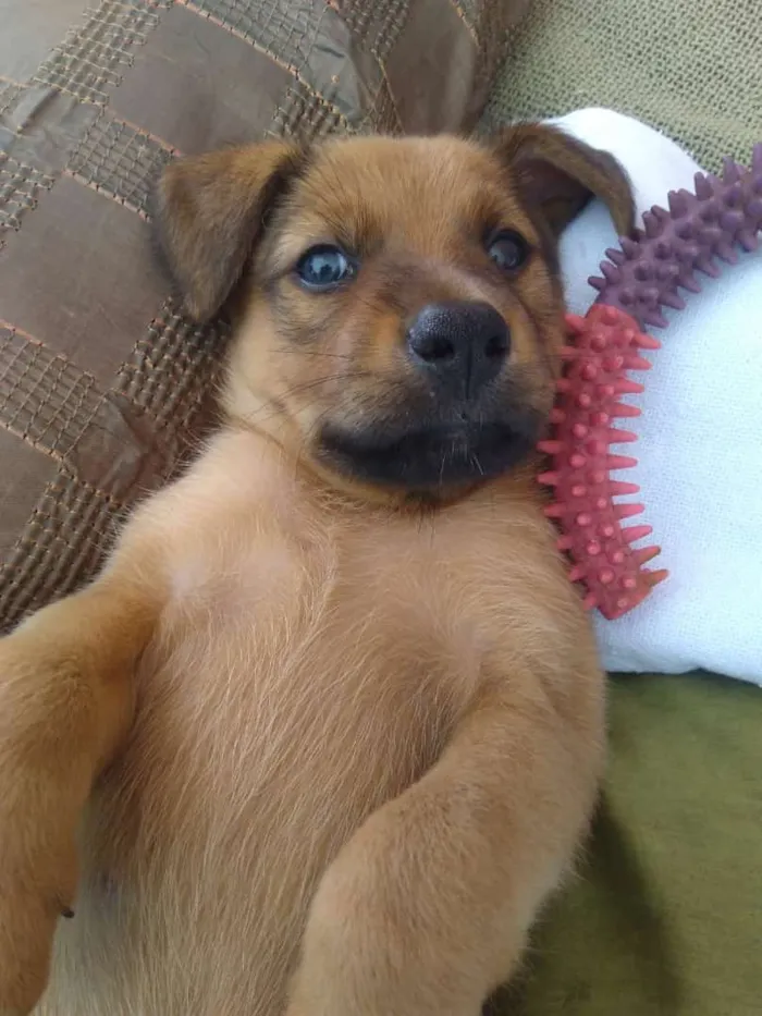 Cachorro raça Sem raça definida idade Abaixo de 2 meses nome Doly