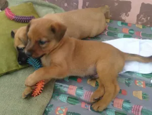 Cachorro raça Sem raça definida idade Abaixo de 2 meses nome Doly
