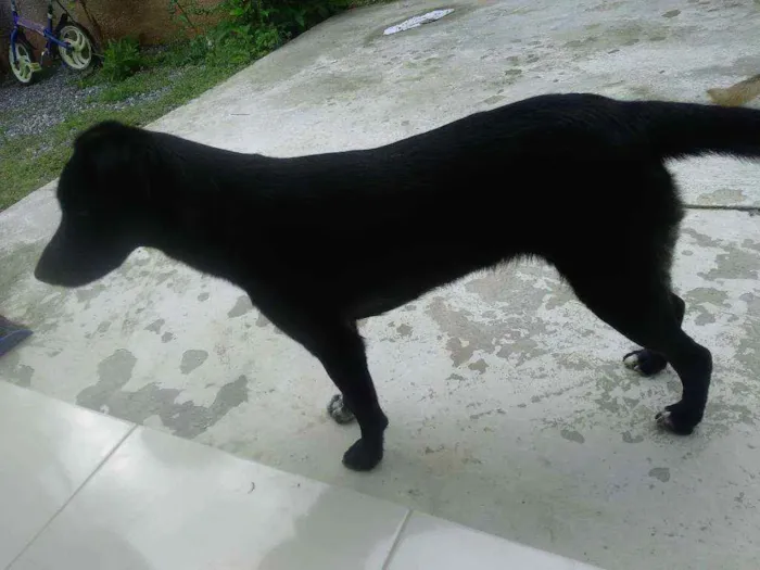 Cachorro ra a Sem raça  idade 1 ano nome Sem nome