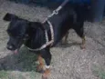 Ritinha