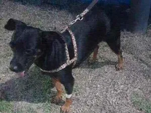 Cachorro raça Pinsher idade 2 anos nome Ritinha