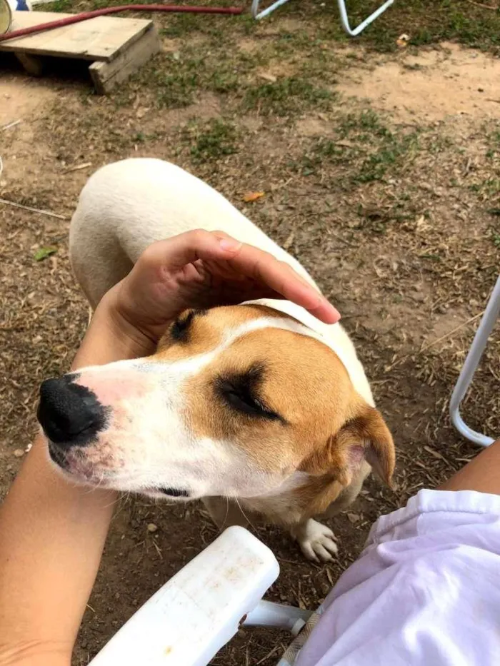 Cachorro ra a SRD-ViraLata idade 3 anos nome Rosinha