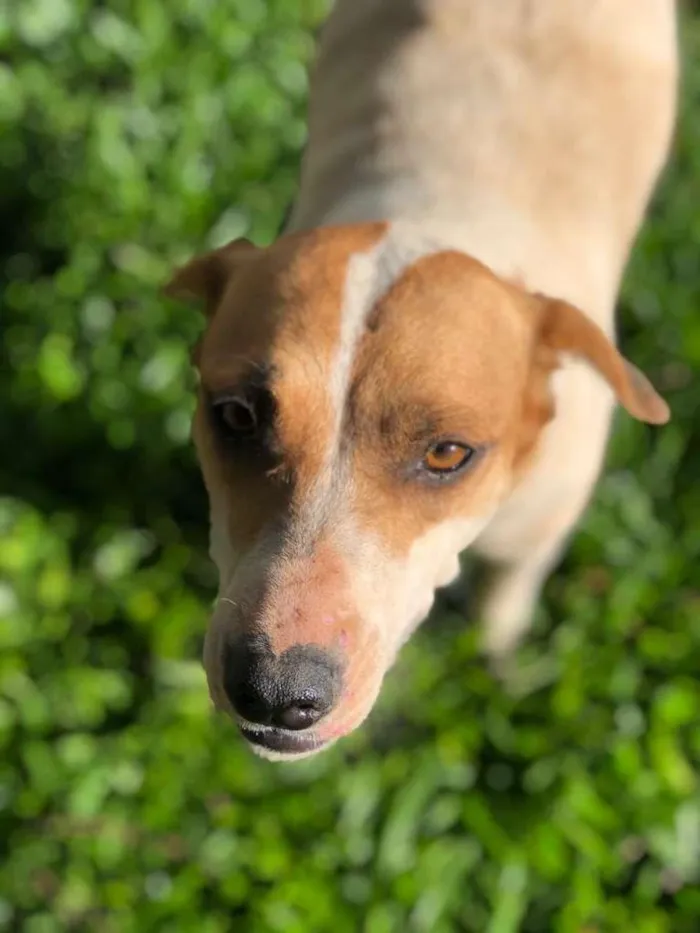 Cachorro ra a SRD-ViraLata idade 3 anos nome Rosinha