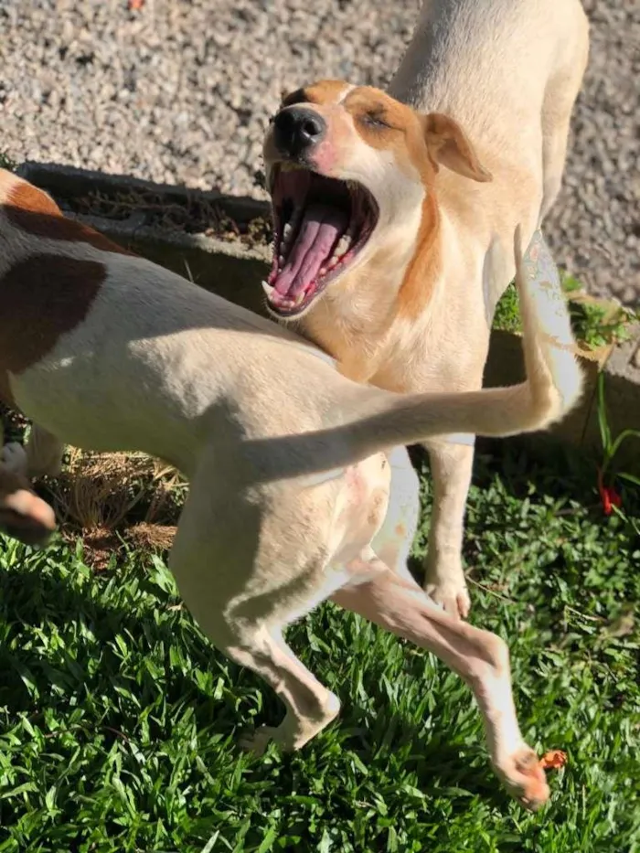 Cachorro ra a SRD-ViraLata idade 3 anos nome Rosinha