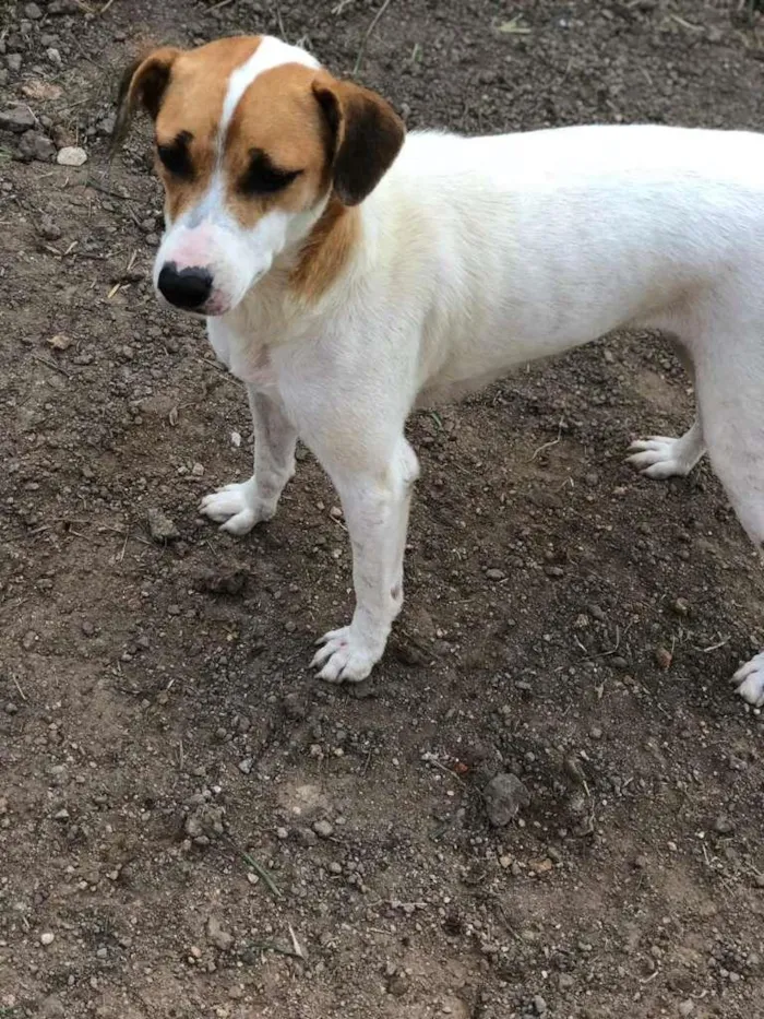 Cachorro ra a SRD-ViraLata idade 3 anos nome Rosinha