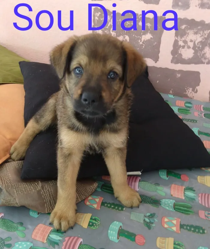 Cachorro raça Sem raça definida idade Abaixo de 2 meses nome Diana