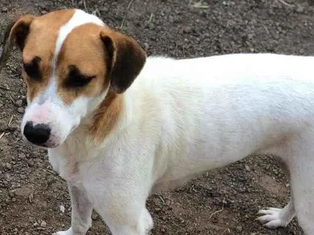 Cachorro ra a SRD-ViraLata idade 3 anos nome Rosinha