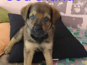 Cachorro raça Sem raça definida idade Abaixo de 2 meses nome Diana