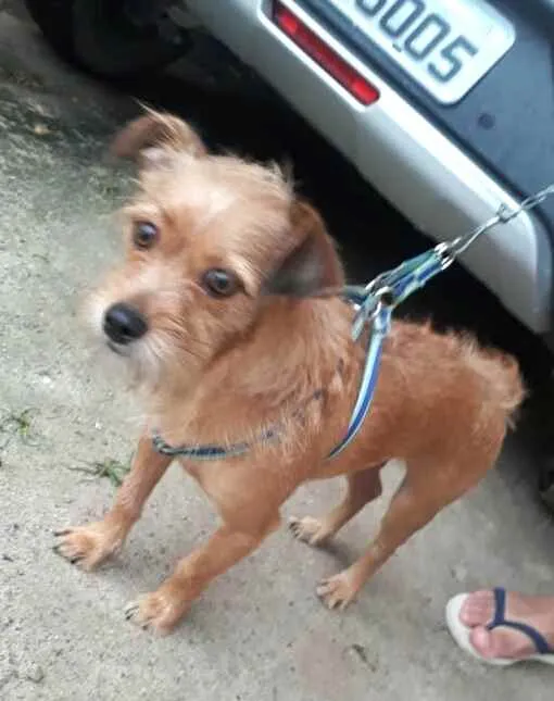 Cachorro raça  idade 2 anos nome Billy 
