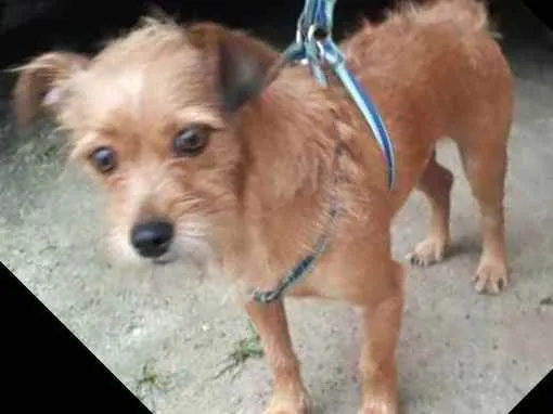 Cachorro raça  idade 2 anos nome Billy 