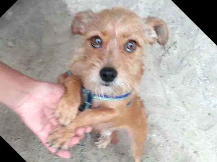 Cachorro raça  idade 2 anos nome Billy 