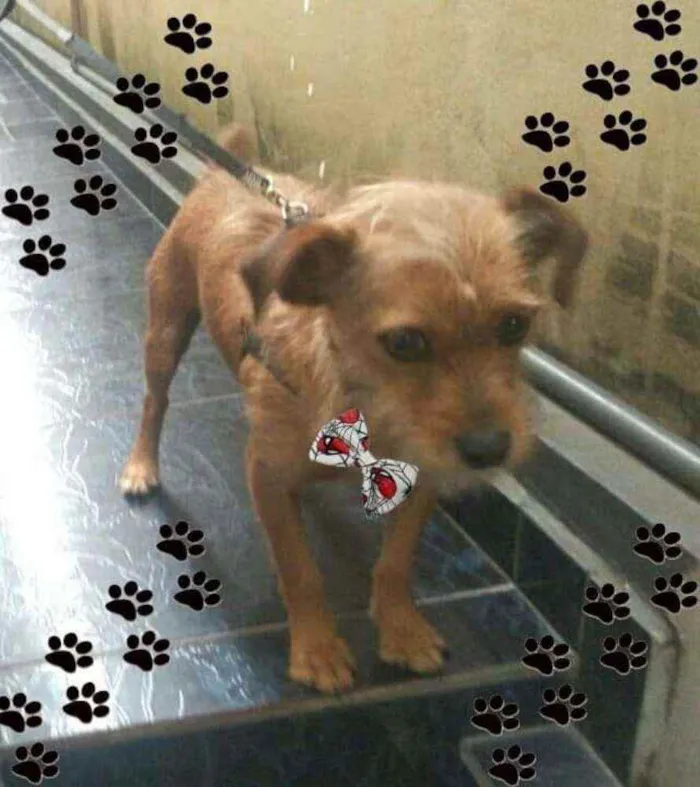 Cachorro raça  idade 2 anos nome Billy 