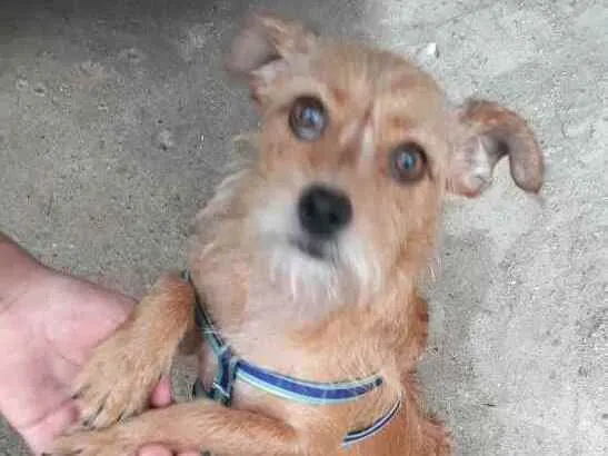 Cachorro raça  idade 2 anos nome Billy 
