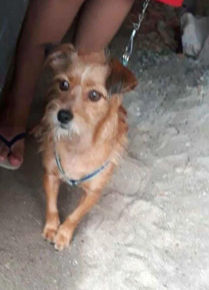 Cachorro raça  idade 2 anos nome Billy 
