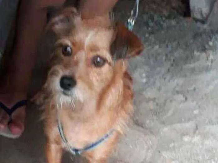 Cachorro raça  idade 2 anos nome Billy 