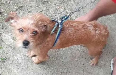 Cachorro raça  idade 2 anos nome Billy 
