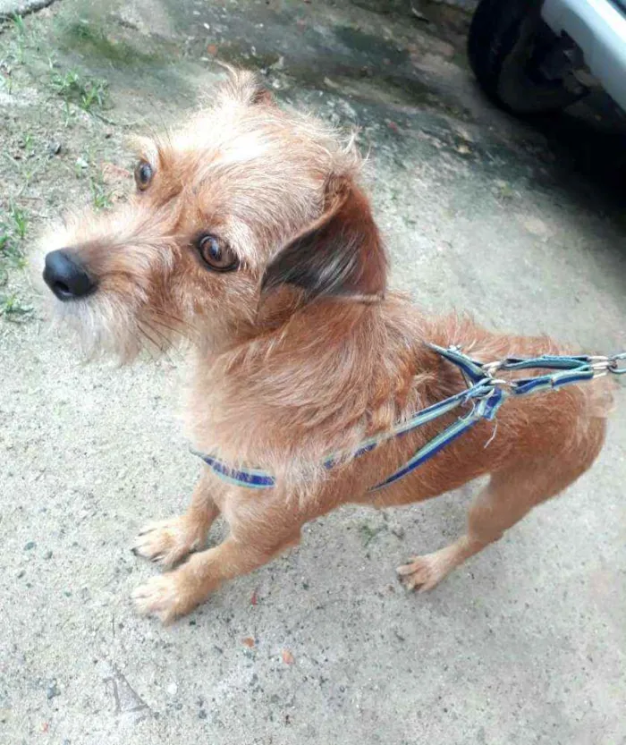 Cachorro raça  idade 2 anos nome Billy 