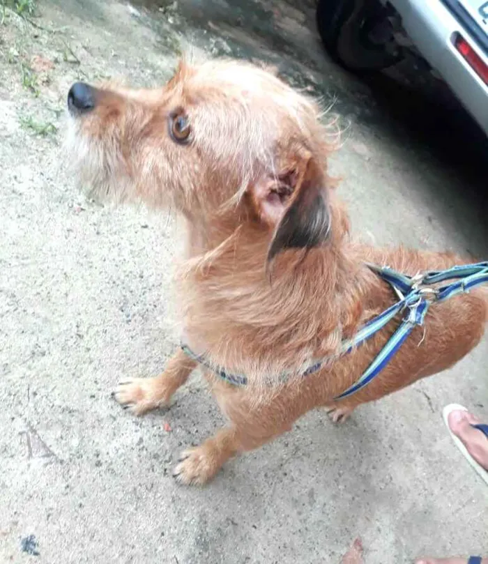 Cachorro raça  idade 2 anos nome Billy 