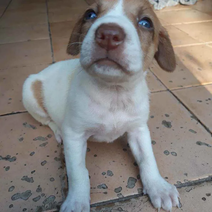 Cachorro raça  idade 2 a 6 meses nome Romana