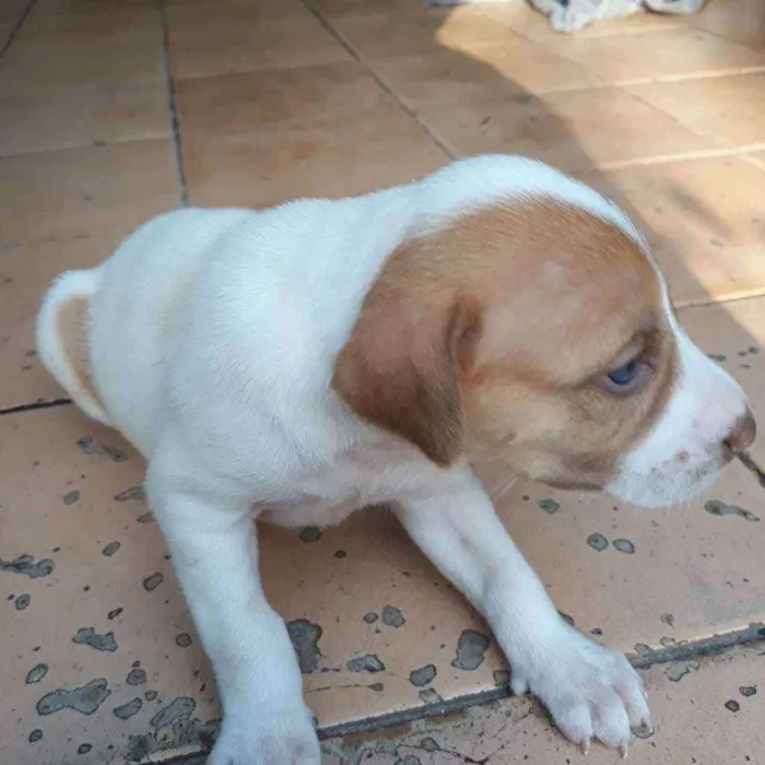 Cachorro raça  idade 2 a 6 meses nome Romana