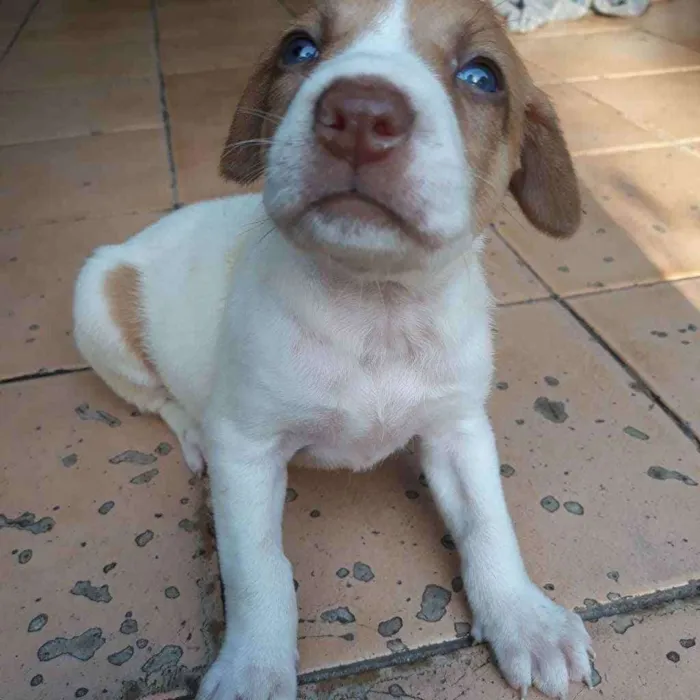 Cachorro raça  idade 2 a 6 meses nome Romana
