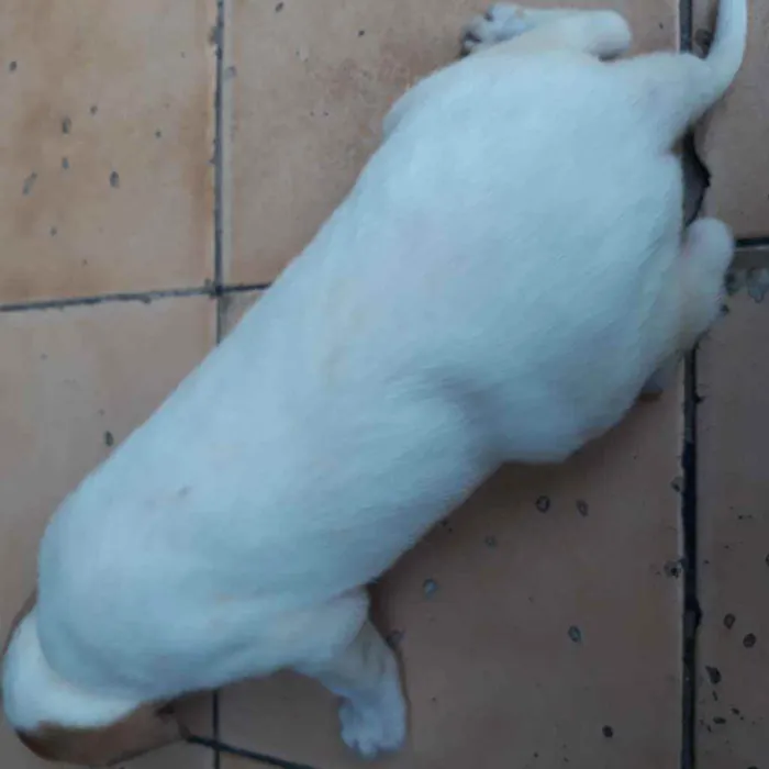 Cachorro raça  idade 2 a 6 meses nome Romana