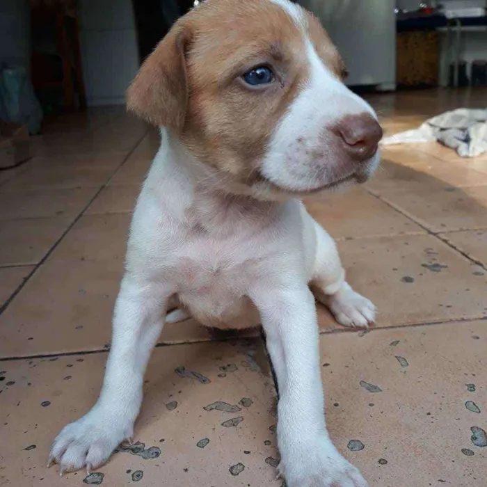 Cachorro raça  idade 2 a 6 meses nome Romana