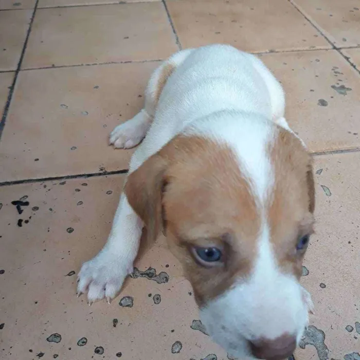 Cachorro raça  idade 2 a 6 meses nome Romana