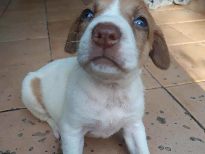 Cachorro raça  idade 2 a 6 meses nome Romana